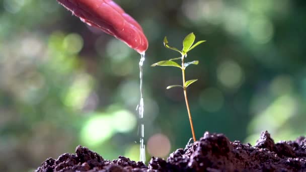 Kézzel Öntött Víz Egy Kis Növényre — Stock videók