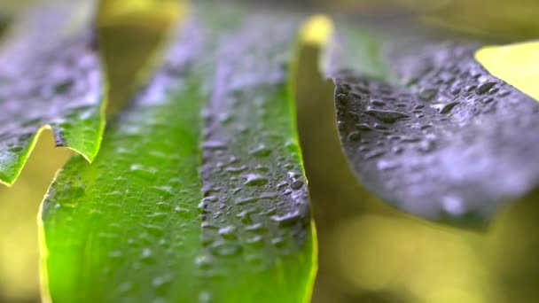 Pioggia Che Cade Sulle Foglie Una Pianta Gocce Pioggia Rallentatore — Video Stock