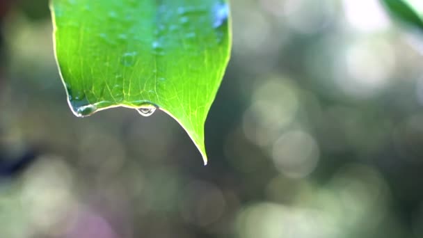 Regen Fällt Auf Die Blätter Einer Pflanze Regentropfen Zeitlupe — Stockvideo