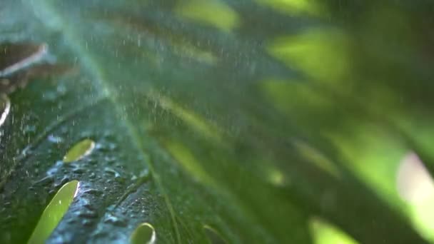 植物の葉に降る雨 ゆっくりとした動きの雨 — ストック動画