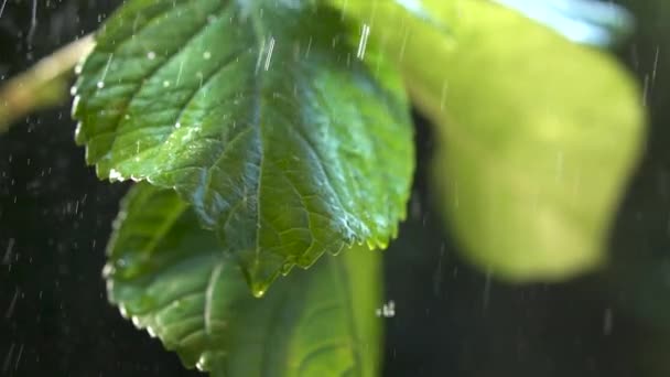 Pluie Tombant Sur Les Feuilles Une Plante Gouttes Pluie Ralenti — Video