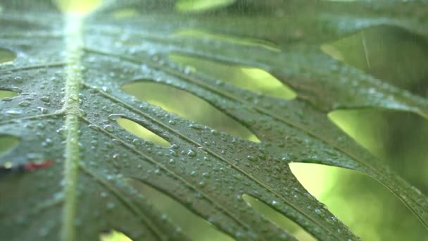 Βροχή Πέφτει Στα Φύλλα Ενός Φυτού Σταγόνες Βροχής Αργή Κίνηση — Αρχείο Βίντεο