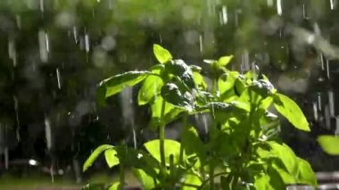 Bitkinin yapraklarının üzerine yağmur yağıyor, ağır çekim.