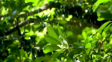 Bitkinin yapraklarının üzerine yağmur yağıyor, ağır çekim.