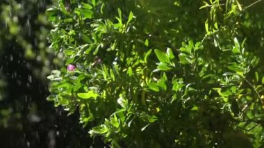 Bitkinin yapraklarının üzerine yağmur yağıyor, ağır çekim.