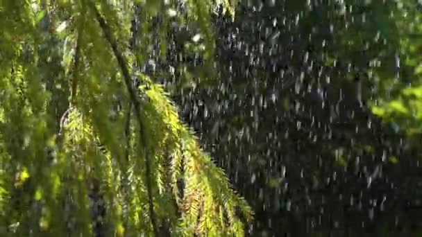 雨水落在植物的叶子上 缓慢运动 — 图库视频影像