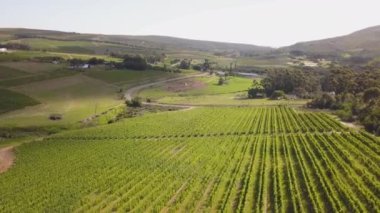 Üzüm bağlarının üzerinde, üzümlü havadan.