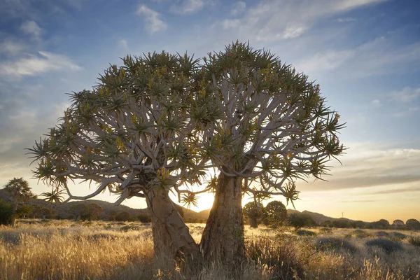 落日下沙漠景观中的摇曳树 — 图库照片