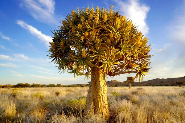 Квіверське Дерево Пустельній Місцевості Заході Сонця — стокове фото