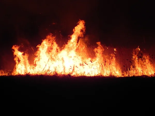 Ogień na łące w nocy Zdjęcie Stockowe