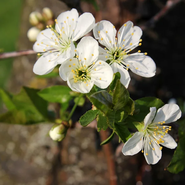 Beyaz vişne çiçeği arka plan — Stok fotoğraf