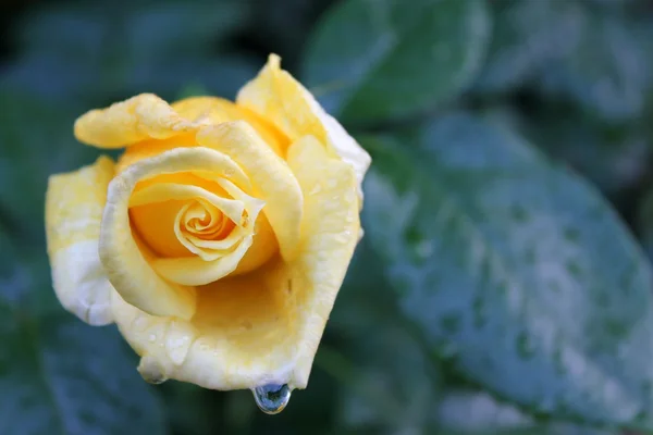 Rose jaune avec gouttes d'eau — Photo