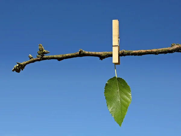 Ostatni liść zielony Zdjęcia Stockowe bez tantiem