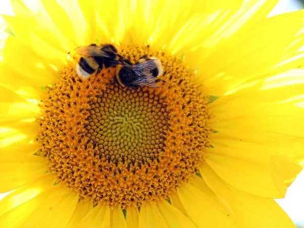 Ayçiçeği ile bumblebees — Stok fotoğraf