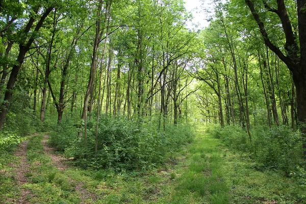 Orman yol ayrımı Stok Fotoğraf
