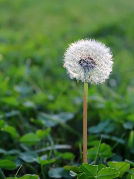 Weißer Löwenzahn — Stockfoto