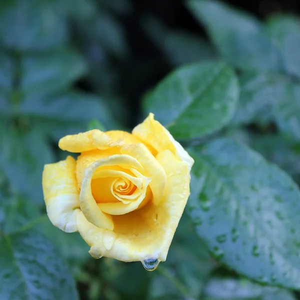 Gele roos na de regen — Stockfoto