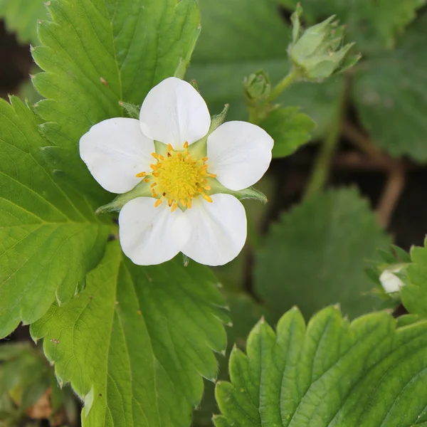 Strawberry flower background — Stock Photo, Image