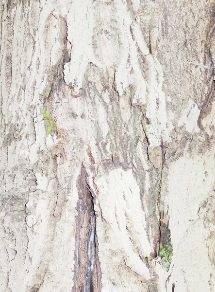 Walnut bark texture — Stock Photo, Image