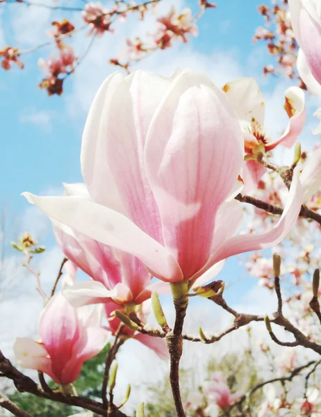 Flor de magnolia — Foto de Stock