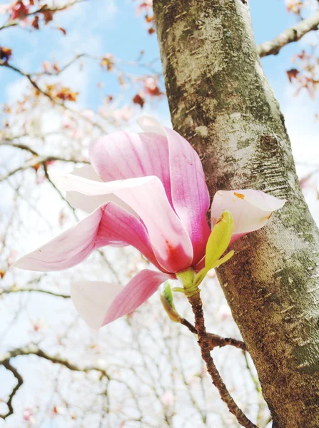 Magnolienblüte — Stockfoto