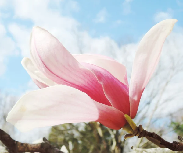 Magnolienblüte — Stockfoto