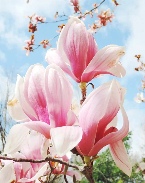 Magnolia blossom — Stock Photo, Image