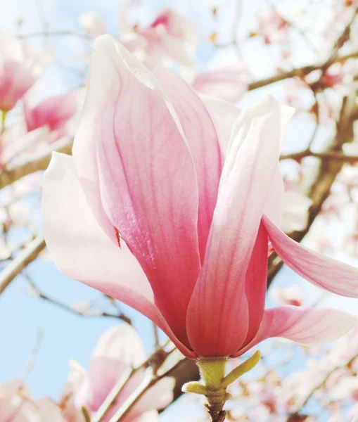 Flor de magnolia — Foto de Stock