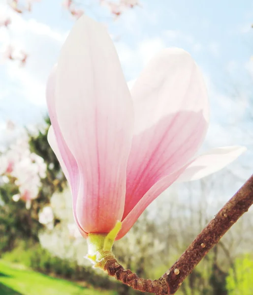 Květ Magnolie — Stock fotografie