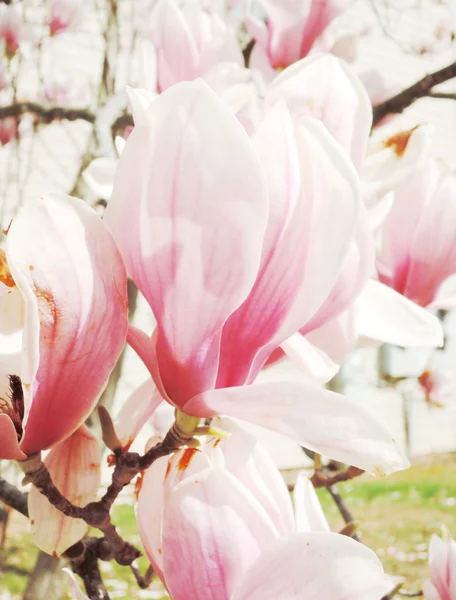 Magnolia blossom — Stock Photo, Image