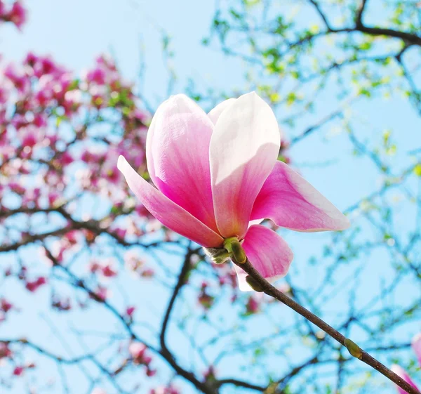 Magnolia δέντρο λουλούδια — Φωτογραφία Αρχείου