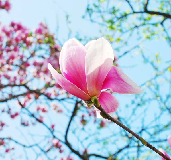 Květ magnolie strom — Stock fotografie