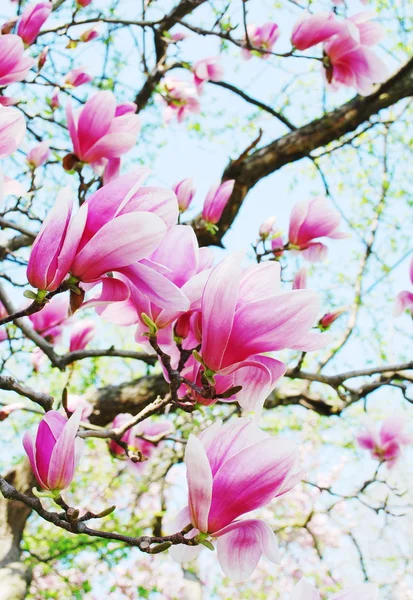 Magnolia tree blossom — Stock Photo, Image