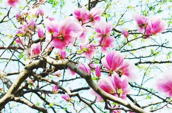 Magnolia tree blossom — Stock Photo, Image