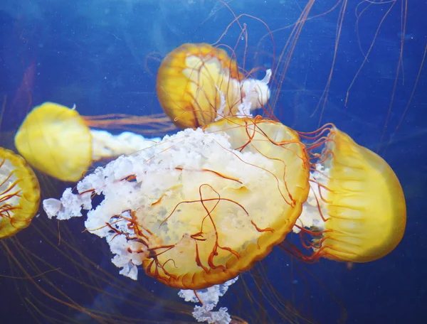 Gruppo di meduse azzurre — Foto Stock