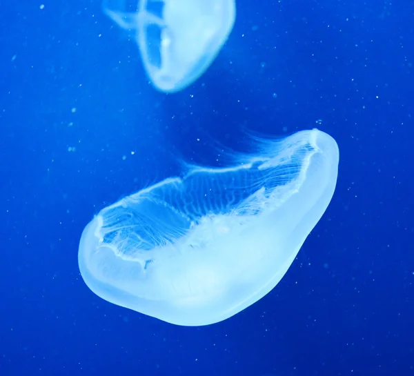 Bluebottle Jellyfish • LITFL • Toxinology Library