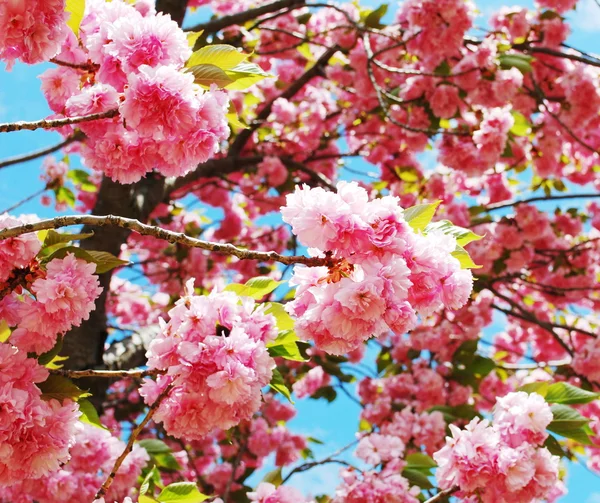 Cereja japonesa — Fotografia de Stock