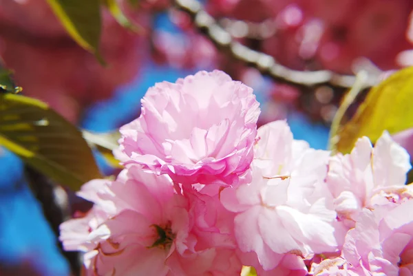 Cereza japonesa — Foto de Stock