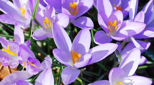 クロッカスの花 — ストック写真