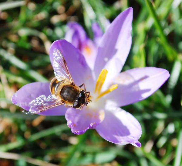 Crocus virág és a méh Stock Fotó