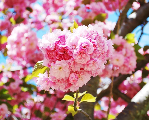 Japán cseresznye Jogdíjmentes Stock Képek