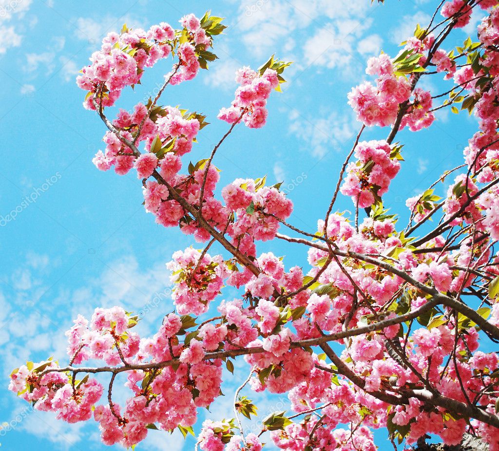 Cerezo rojo japones fotos de stock, imágenes de Cerezo rojo japones sin  royalties | Depositphotos