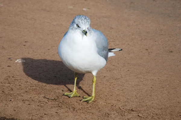 Mouette — Photo