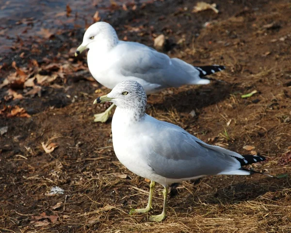 Möwe — Stockfoto