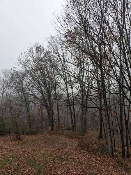 Primo Piano Nebbioso Paesaggio Forestale — Foto Stock