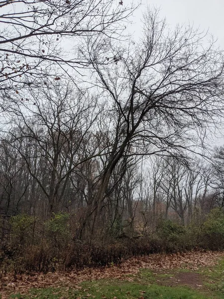 Closeup Misty Forest Landscape — Stock Photo, Image