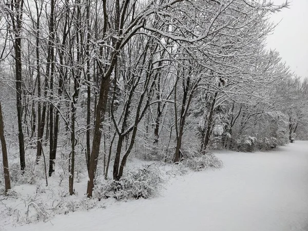 Close Winterbos Met Sneeuw — Stockfoto