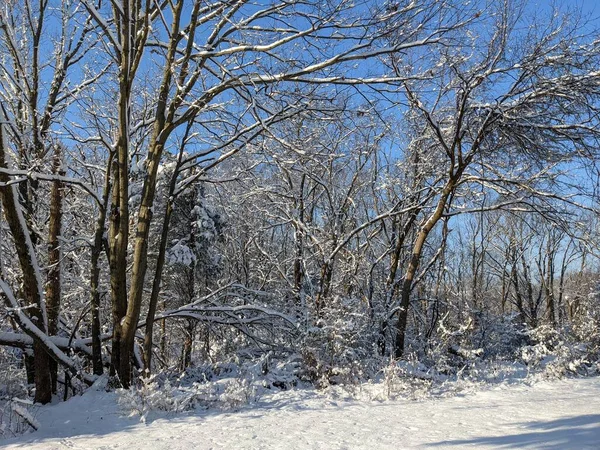 Primer Plano Parque Invierno Con Nieve —  Fotos de Stock