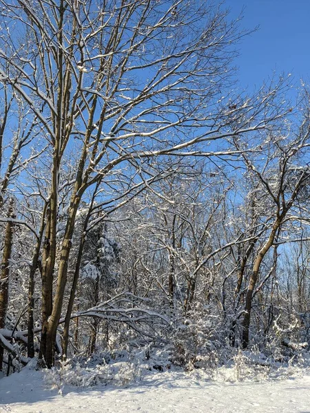 Zbliżenie Zimowy Park Śniegiem — Zdjęcie stockowe