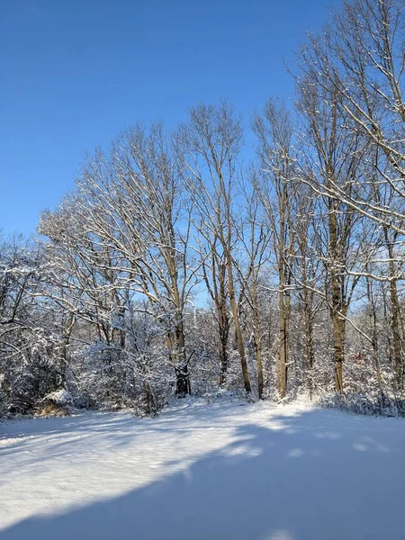 Zbliżenie Zimowy Park Śniegiem — Zdjęcie stockowe
